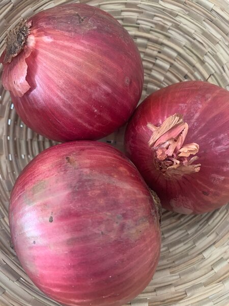 Oignons rouges frais