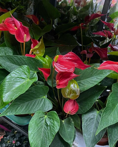 Мужское счастье