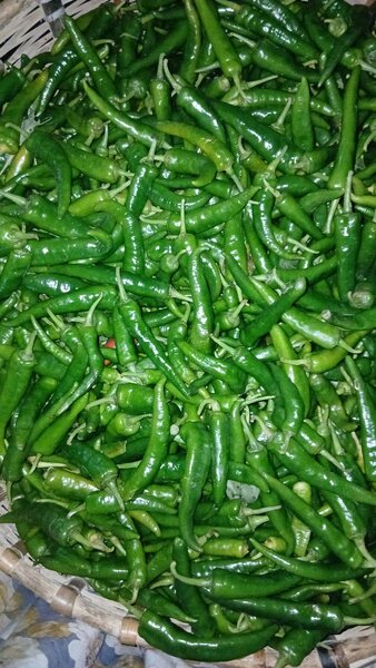 Piments verts frais bio