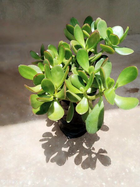 plantes vertes d'intérieur