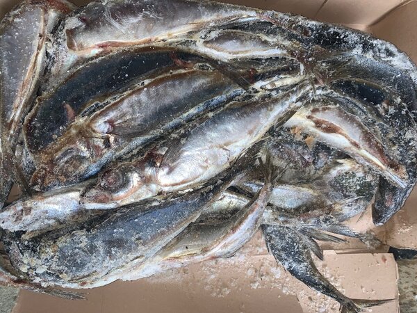 Poisson*Jack Mackerel*<20KG>