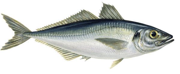 Poisson frais Chinchard