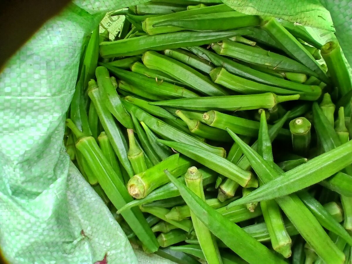 Piments verts frais bio