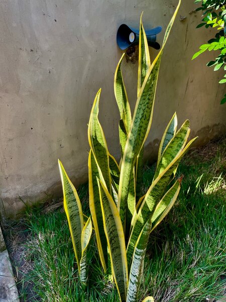 Snake repellent plant (Anti-snake)