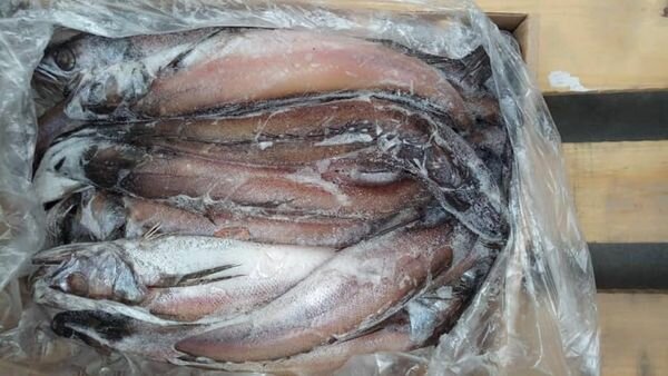 Armah and cassava fish