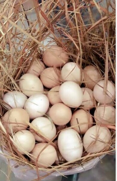 Pure dasi eggs organic by pure desi feed.like bajra makai