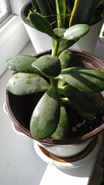 Фиалка, доллар