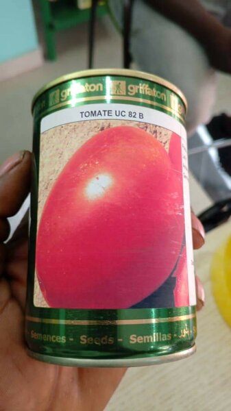 Griffaton Graines de Tomate UC 82 B
