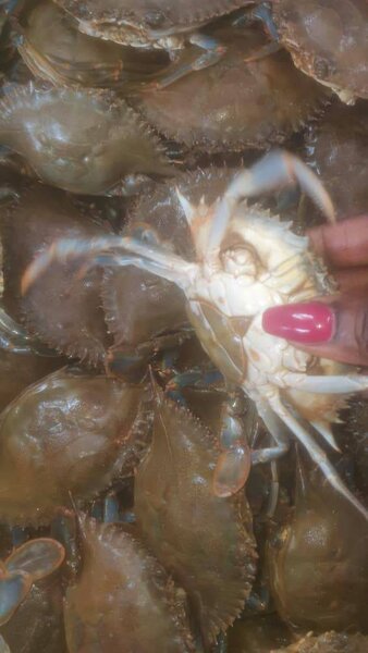 Crabes frais vendu par kg