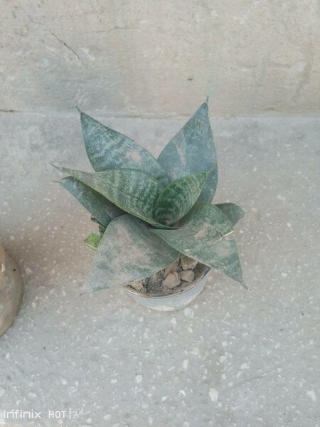 plantes vertes d'intérieur