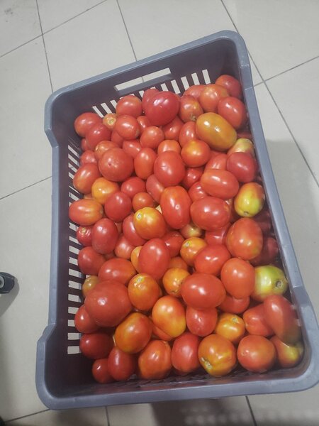 Tomates fraîches bio 15kg