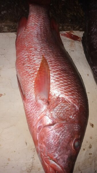 Poisson d'eaux douce