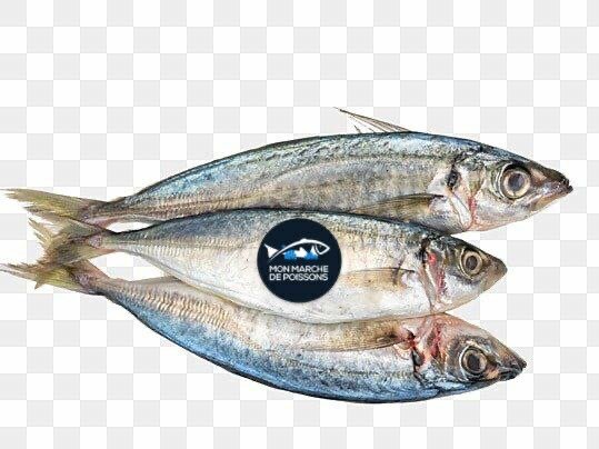 Poisson Chinchard Frais