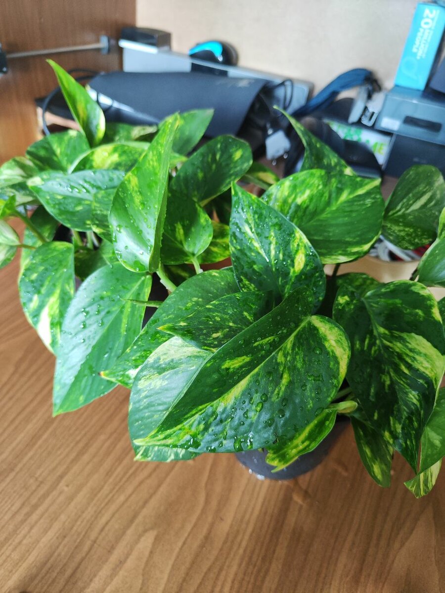 Эпипрепнум золотистый