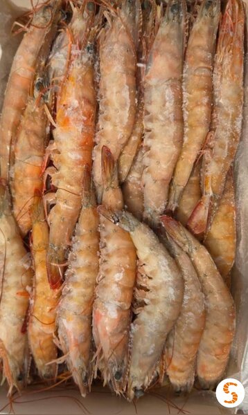 GAMBAS MOYENNES ENTIÈRES