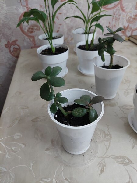 Денежное дерево/ Комнатные цветы Толстянка Спатифиллум