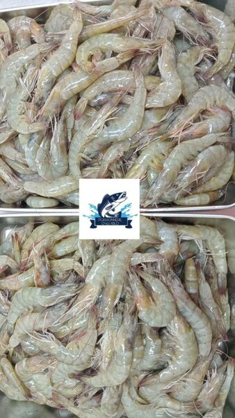 Crevettes Fraîches du Marché