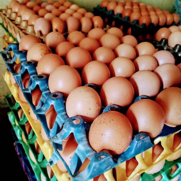 Crate of Fresh Eggs