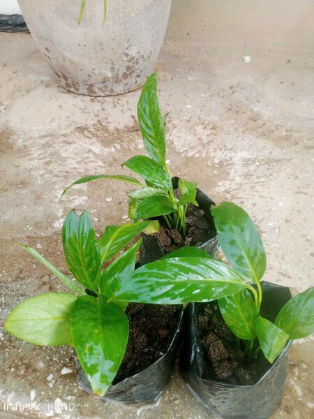 plantes vertes d'intérieur