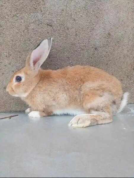 Lapins de compagnie et bio