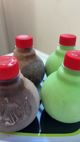 Boissons au lait colorées