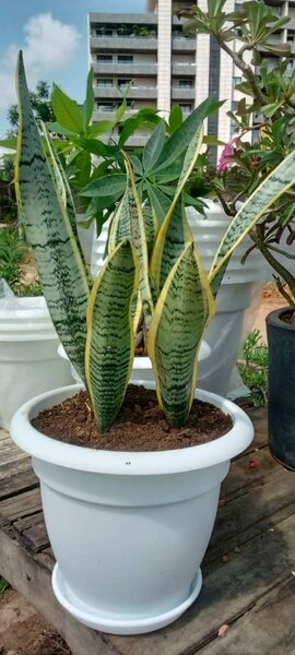 Langue de belle mère