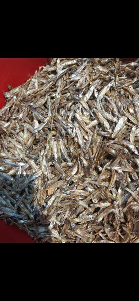 Mpulungu kapenta, readily available