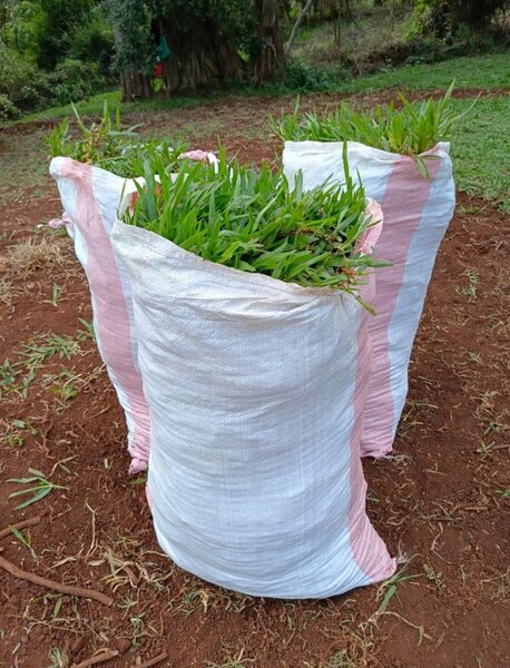 Love grass(50 kg sac)