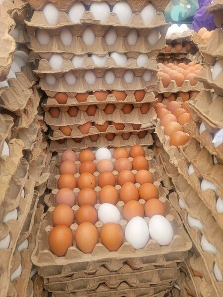 Fresh Eggs