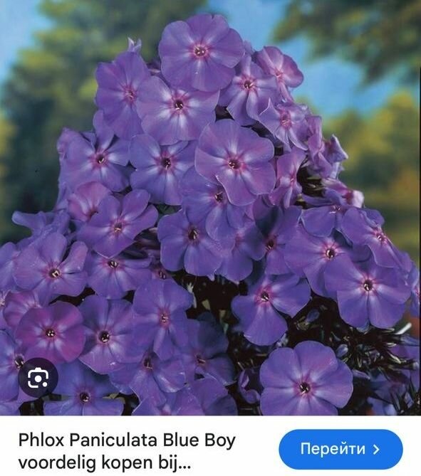 Флоксы метельчатые