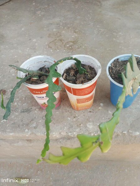 plantes vertes d'intérieur