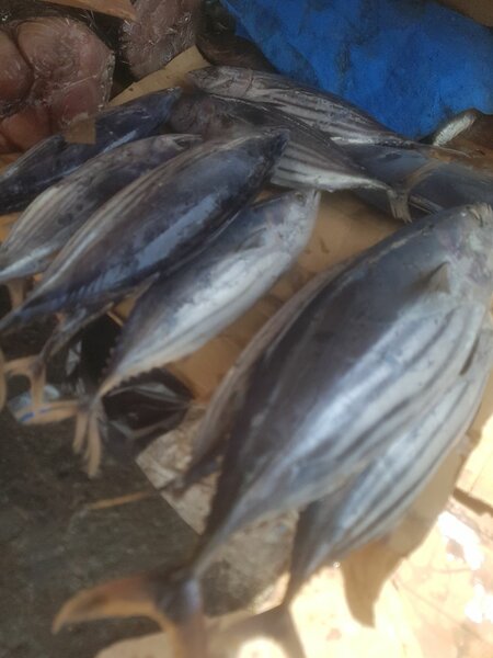 poissons frais et congelés