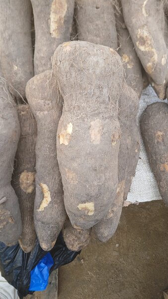 6 tubercules  d, ignames