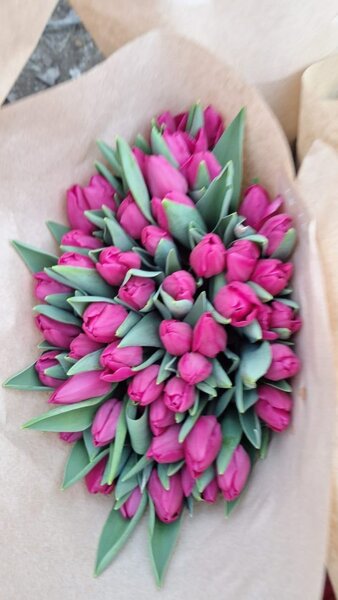 Тюльпаны оптом и в розницу