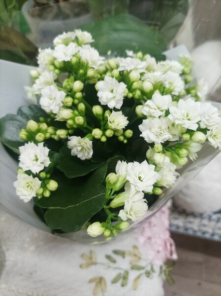 Каланхоэ цветущий