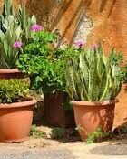 Flower Pots 21cm by 26cm