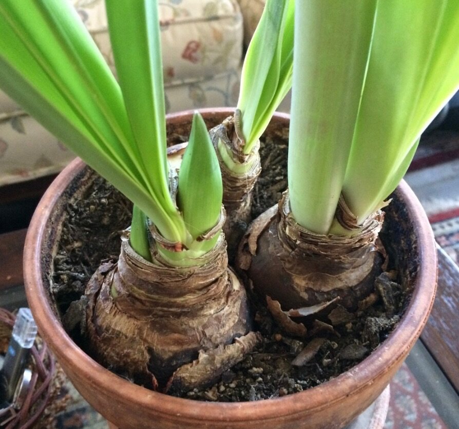 GREEN AMARYLLIS PLANT/ SEPTEMBER LILY PLANT