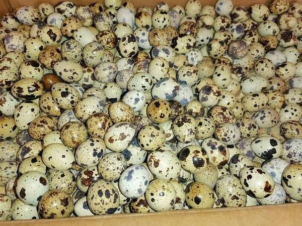 Oeufs de Caille Frais