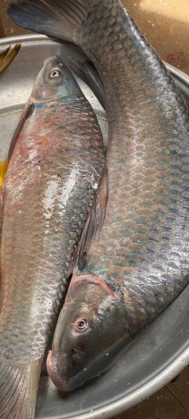 Poisson barracuda eau douce