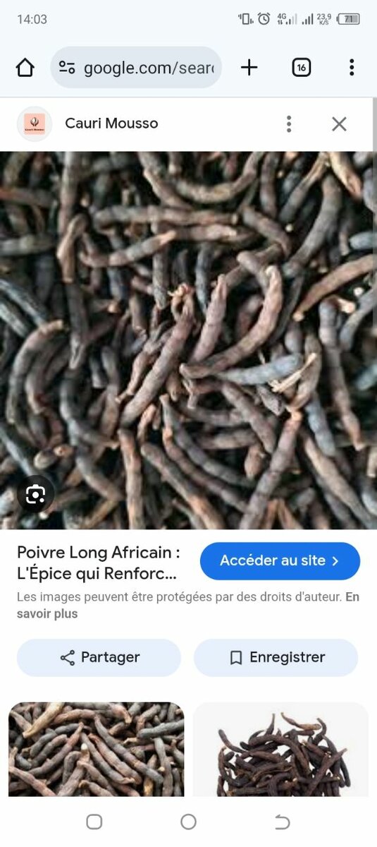 Phyllanthus Amarus et Épices