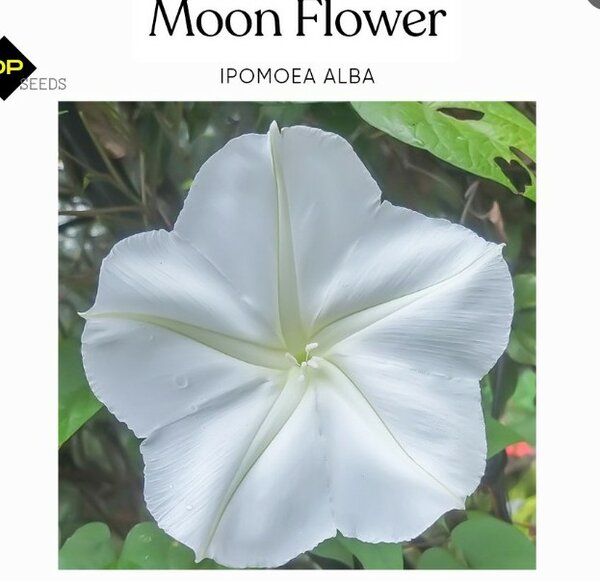 Moonflower