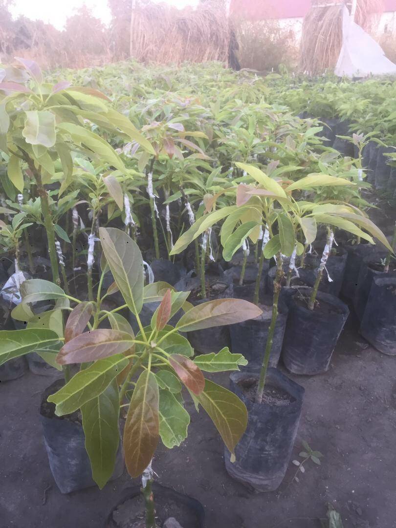 Apples, Soursop, papaya, Hass avocado, strewberry etc