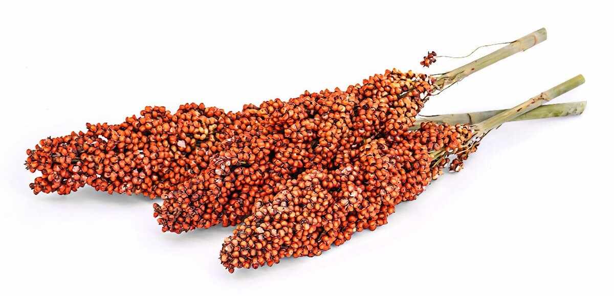 Céréale Infantile_Sorgho Rouge