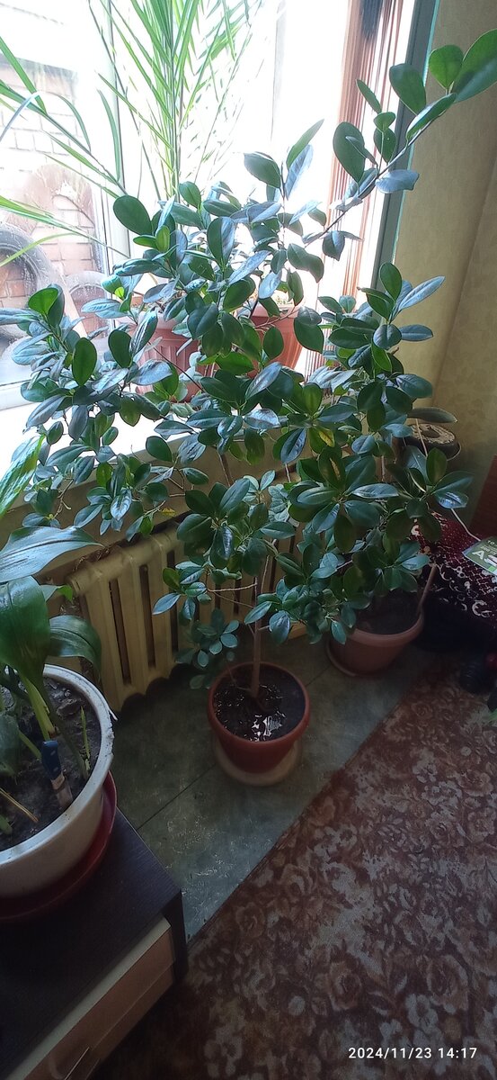 Фикус Крассифолия