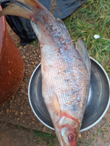 Poisson frais pour cuisine