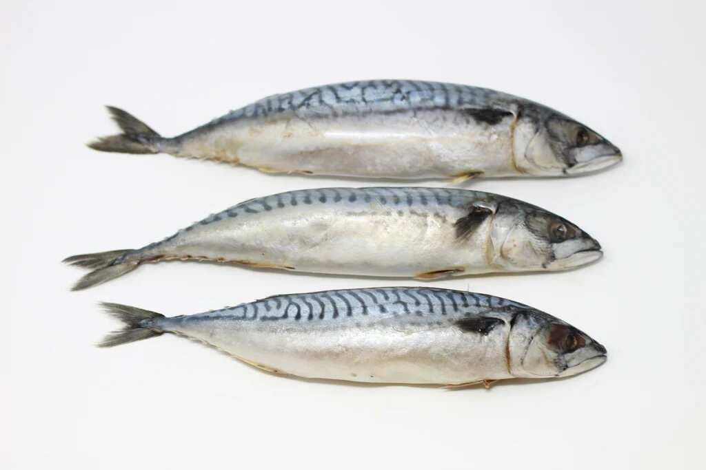 Mackerel