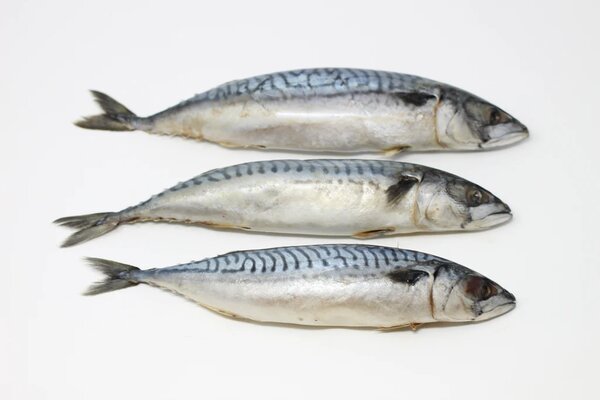 Mackerel