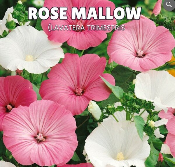Rose Mallow ( Lavatera Trimestris)
