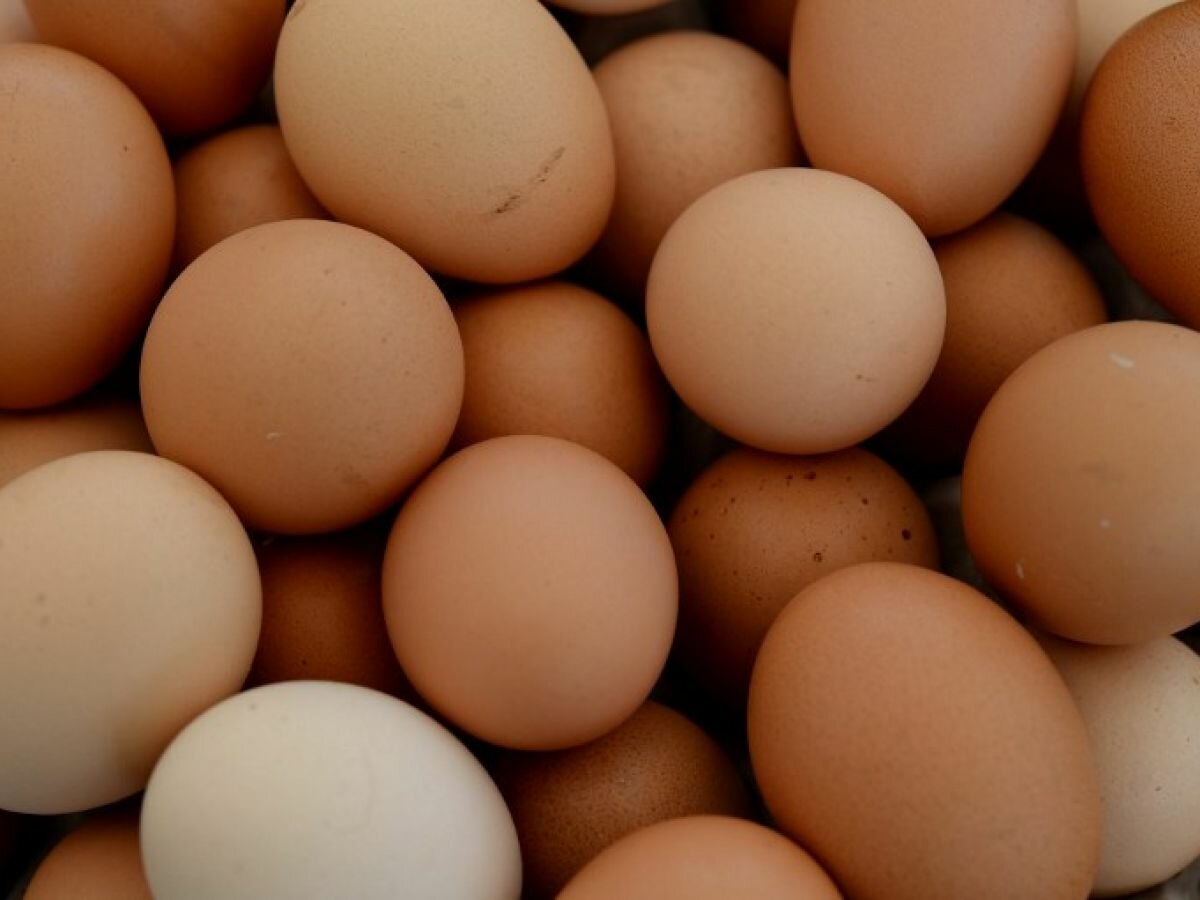 Œufs Fermiers Frais