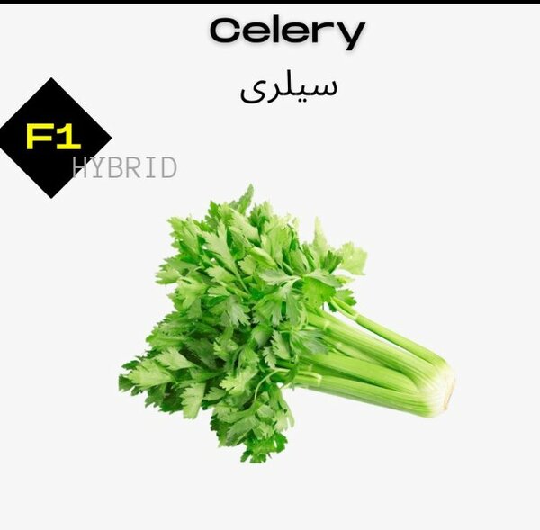 Celery F1 / سیلری
